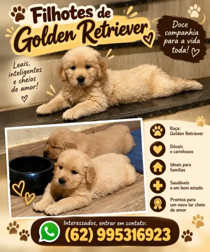 Golden Retrivier