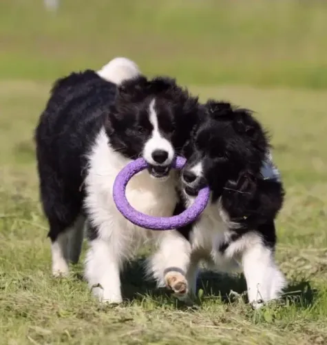 Filhotes de Border Collie | Filhotes super meigos.