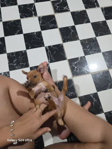 Vendo filhote de cachorro pincher 1 macho