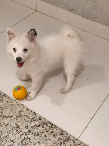 Vendo filhote de Spitz