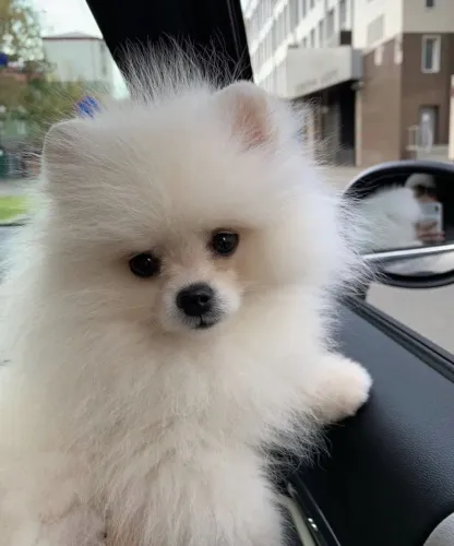 Spitz Alemão lindo demais