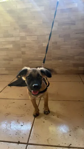cachorro para adoção 