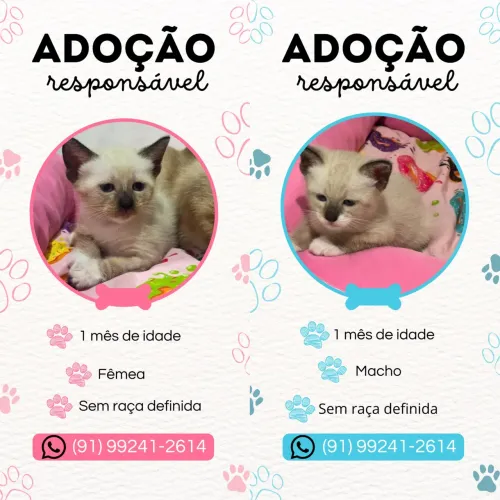 Gatinhos para adoção responsável.