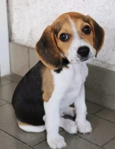 Filhotes de Beagle | Amor que chega abanando.