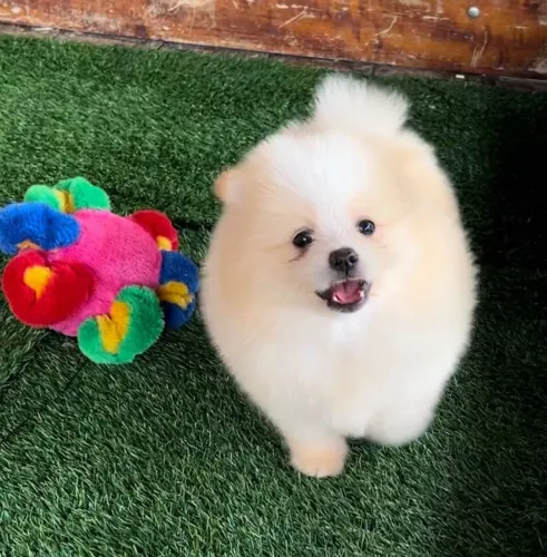 Lulu da Pomerânia/Spitz alemão 