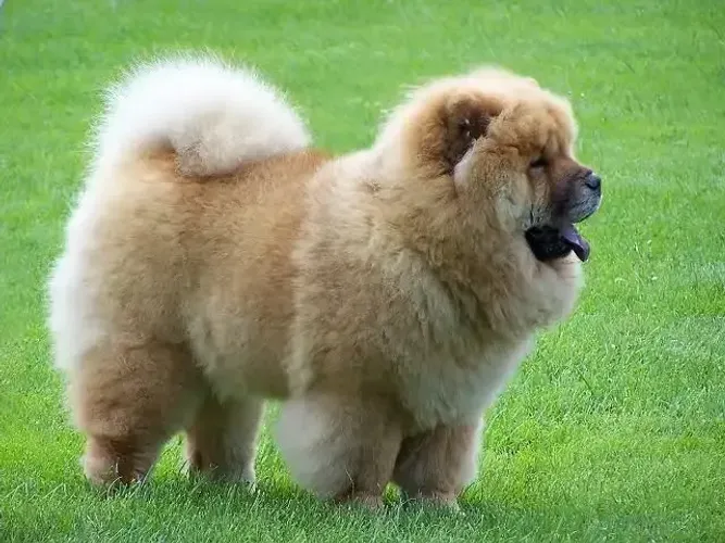 Filhotes de Chow Chow otimo padrão da raça