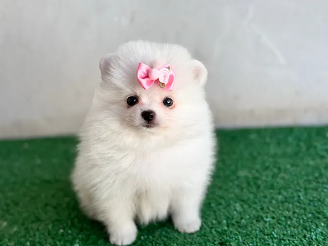 !!! Perfeitos !!! Lulu da pomerania fêmea e macho