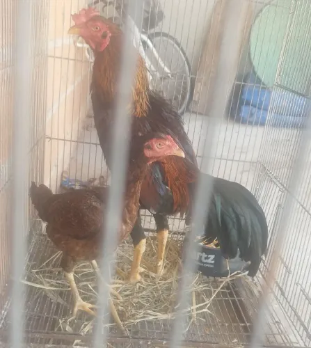 Ovo de galado galinha índio gigante pura