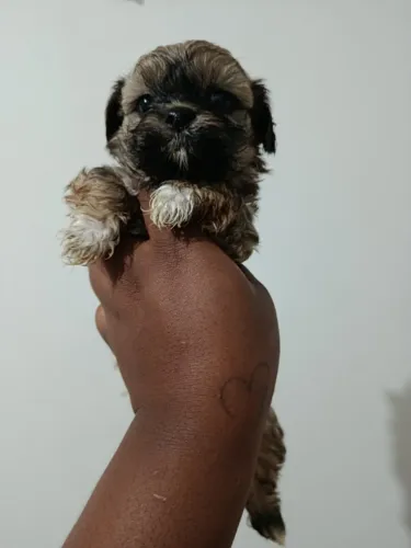 Cachorro