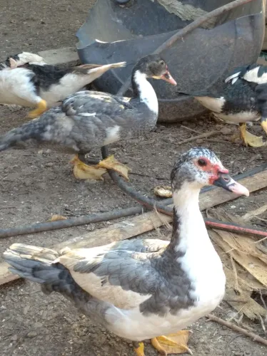 Vendo patos e ovos de pata