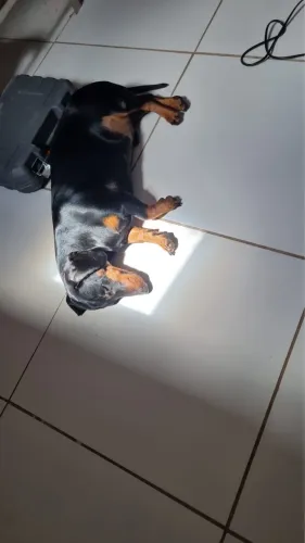 Cachorro salsicha