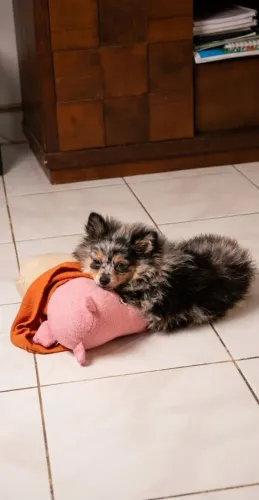 Filhote Lulu merle