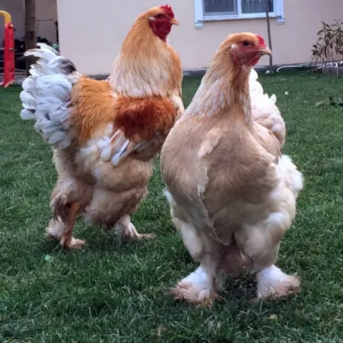 ovos galados de brahmas