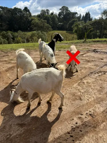 Cabras de leite e Bodes cabra e Bode