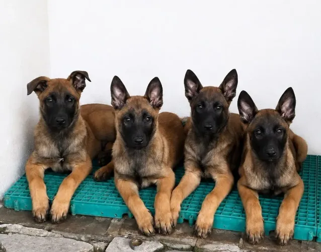 Filhotes de Pastor Belga Malinois