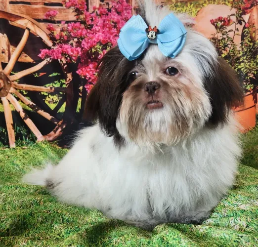 Shih Tzu macho