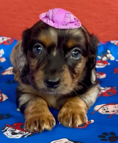 Daschund - Basset - Teckel -Pelagem Longa