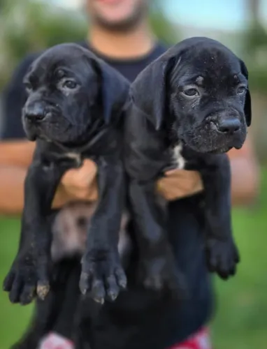 Filhotes de Cane Corso Italiano