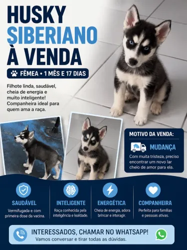 Husky siberiano disponível