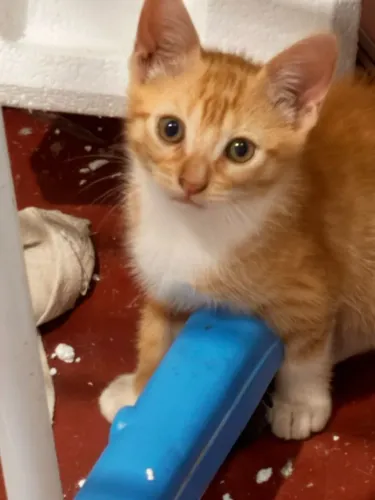 Gatinhos amaremos para adoção responsável