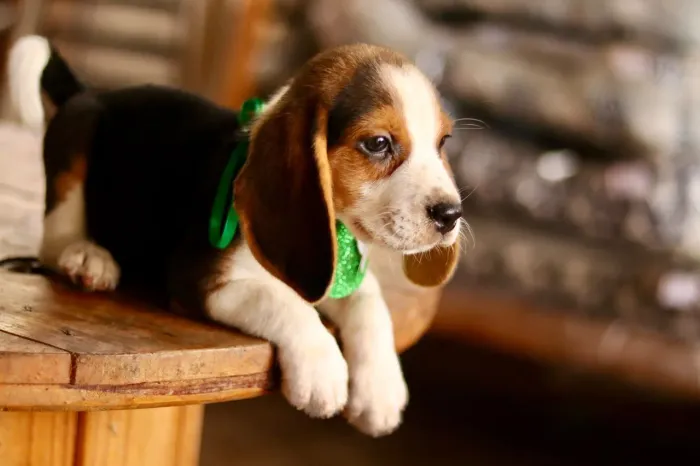 Beagles PARCELAMOS 