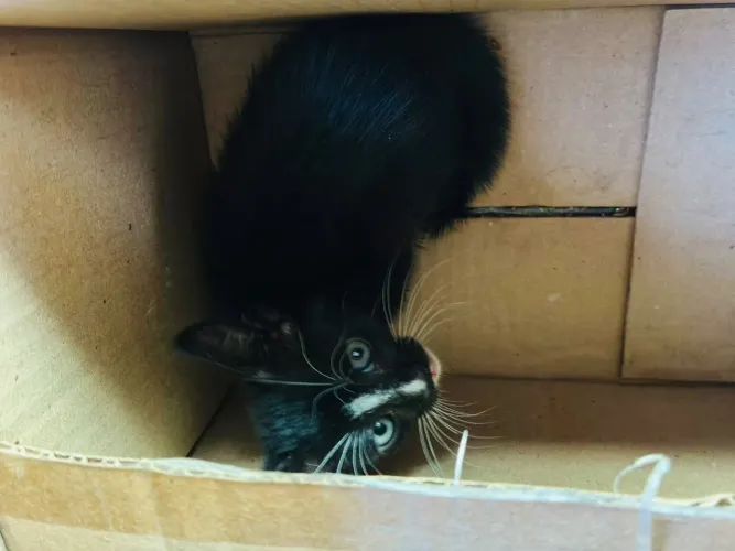 Gato para adoção 