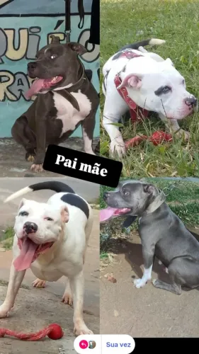 Filhotes de PITMONSTER
