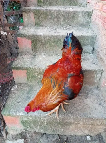 Frango caipira 