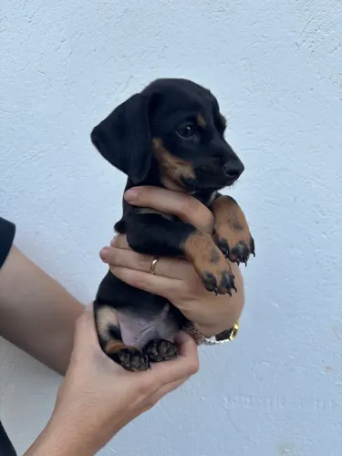 Cofap Basset dachshund macho preto