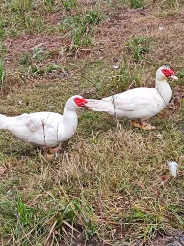 Patos brancos 