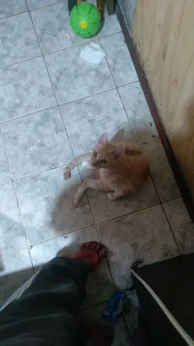 Gatos pra adocao