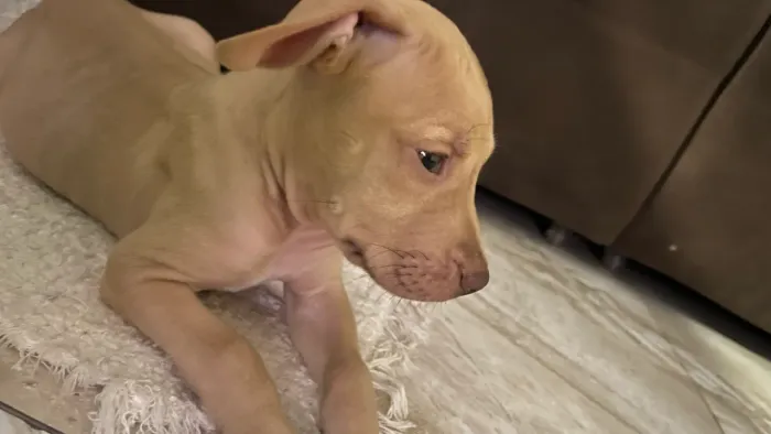 Cachorro raça pitbull red fêmea