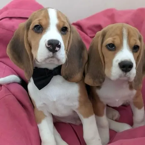 Filhotes de Beagle | Filhote adorável para quem ama pets.