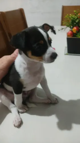Vendo um casal de Pincher 