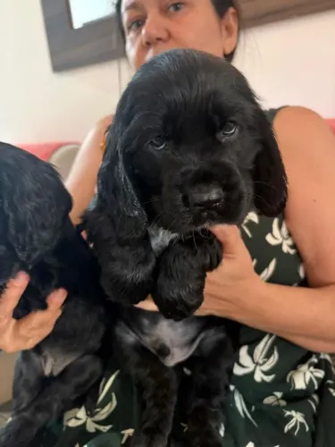 Lindos filhotes de cocker spaniel ingles
