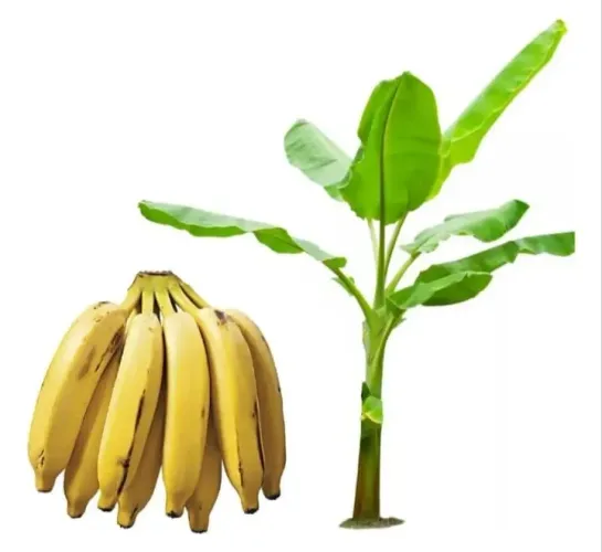 Muda banana prata