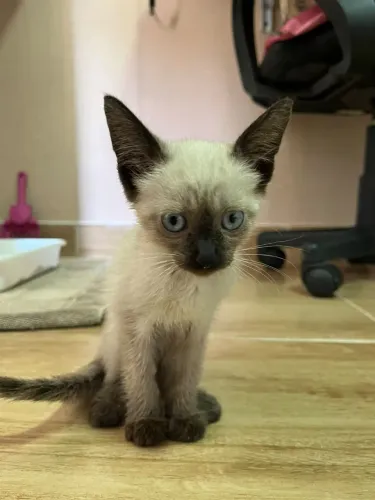 Gata Siamês para doação