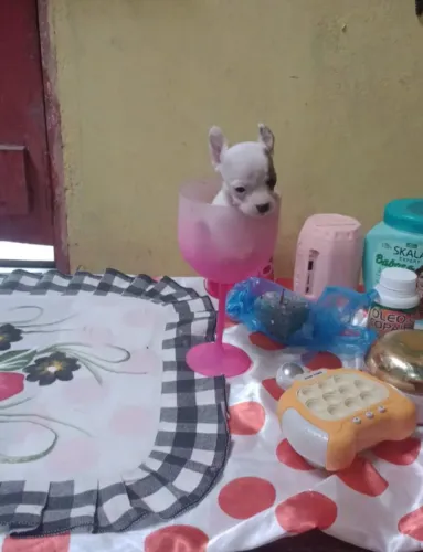 Vendo pinscher(Macho) zerinhooooooo