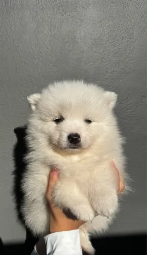 Filhote de Spitz Japonês 