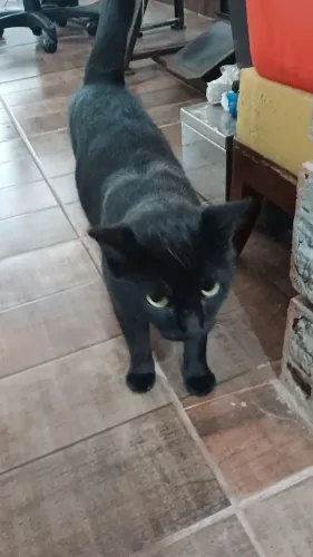 Doação gatos resgatado