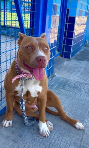 DOO PITBULL FÊMEA