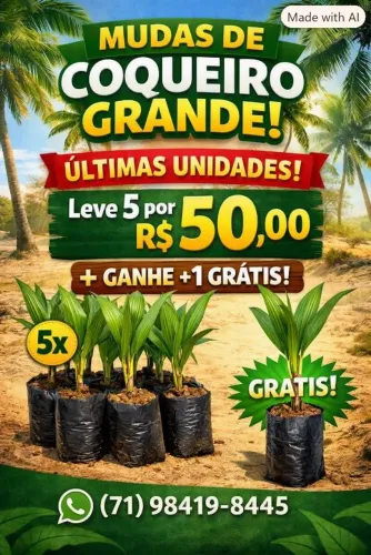Mudas De Coqueiro Gigante 