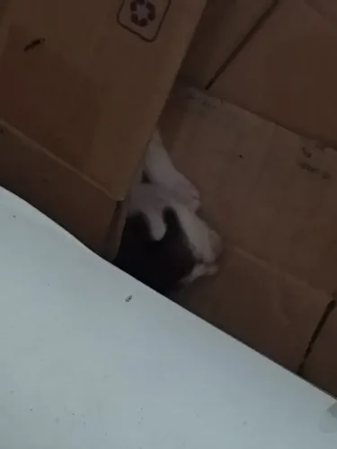 Doação de 4 filhotes de gato