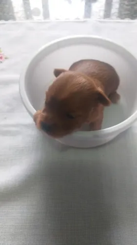 Vendo filhotes de yorquishaire terrier chocolate.