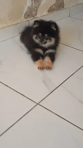 Filhote de Lulu Black Tan (Spitz Alemão Anão)