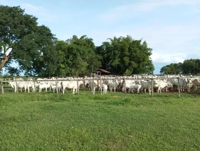 Fazenda à venda- Excelente oportunidade para pecuária e investimento rural Paraná/TO