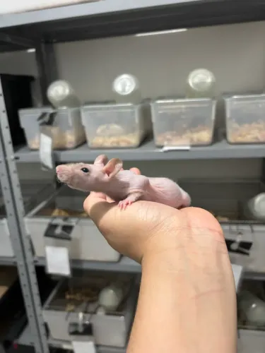 Twister Hairless