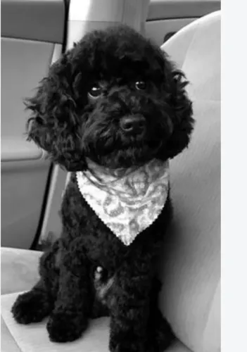 Poodles machinho