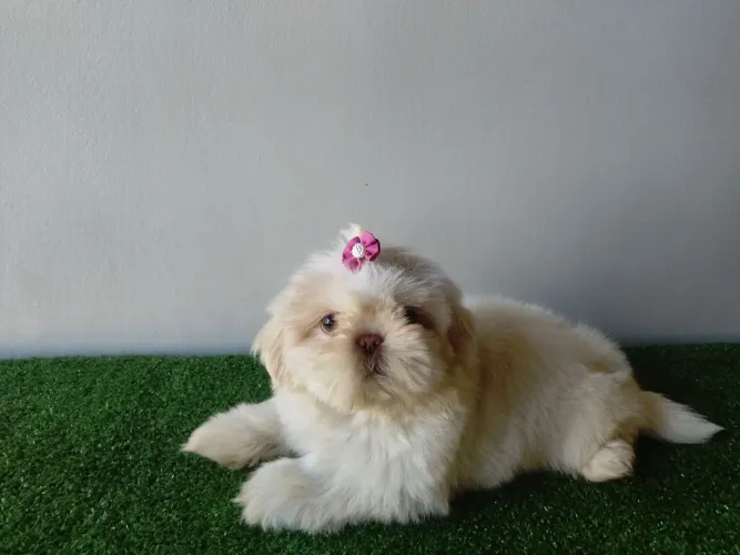 Linda fêmea de Shih Tzu de olhos claros