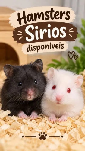 Hamster sirio